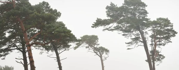Mighty Pine Trees Fog Majestic Evergreen Forest Overcast Day Atmospheric — Fotografia de Stock