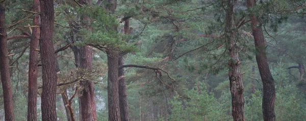Dark Mystical Northern Evergreen Forest Mighty Pine Trees Fog Atmospheric — Stockfoto
