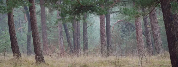 Bosque Siempreverde Oscuro Del Norte Místico Poderosos Pinos Una Niebla —  Fotos de Stock