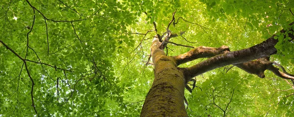 Yeşil yaz kayın ormanının panoramik manzarası. Kudretli ağaçların arasından gün ışığı. Çevresel koruma, ekoloji, saf doğa, eko-turizm. Idyllic manzara