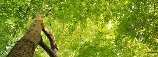 Πανοραμική Θέα Του Πράσινου Καλοκαιρινού Δάσους Οξιάς Φως Του Ήλιου — Φωτογραφία Αρχείου