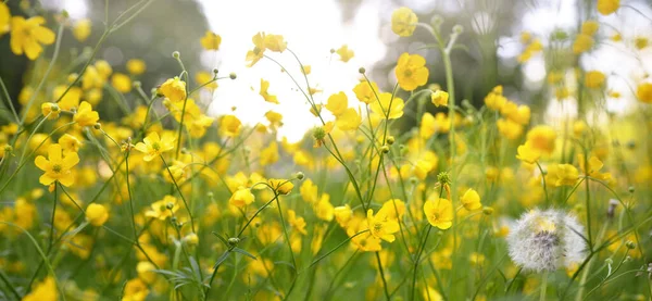 Gramado Verde Com Flores Silvestres Amarelas Florescentes Ranunculus Polyanthemos Dia — Fotografia de Stock