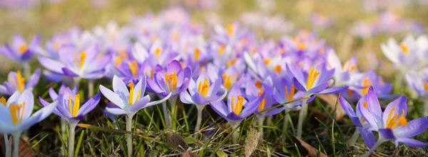 Floraison Fleurs Crocus Dans Parc Gros Plan Début Printemps Europe — Photo