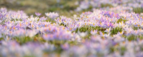 Blühende Krokusblüten Einem Park Aus Nächster Nähe Vorfrühling Europa Symbol — Stockfoto