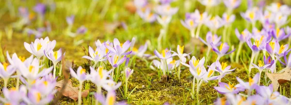 Parkta Çiçek Açan Çiçek Yakın Plan Baharın Başında Avrupa Barış — Stok fotoğraf