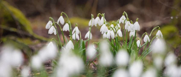 Floresta Florescente Prado Branco Galanthus Gotas Neve Flores Close Início — Fotografia de Stock