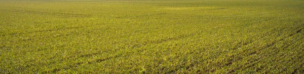 Green Plowed Agricultural Field Texture Nature Environmental Conservation Farming — Fotografia de Stock