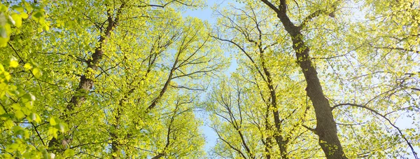 Açık bir günde Yeşil Orman Parkı 'ndan geçen patika. Yumuşak güneş ışığı, güneş ışığı, gölgeler. İlkbahar, yaz Avrupa 'da başlıyor. Doğa, çevre, ekoloji, eko-turizm, yürüyüş, yürüyüş, keşif