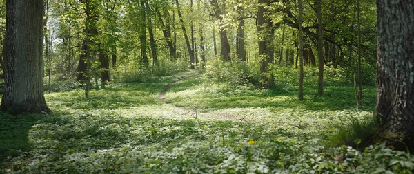Açık bir günde Yeşil Orman Parkı 'ndan geçen patika. Yumuşak güneş ışığı, güneş ışığı, gölgeler. İlkbahar, yaz Avrupa 'da başlıyor. Doğa, çevre, ekoloji, eko-turizm, yürüyüş, yürüyüş, keşif