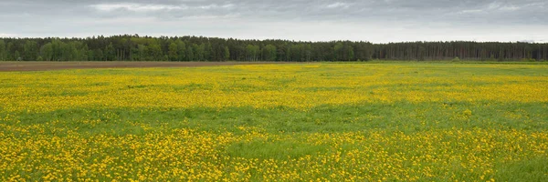 Yeşil tarla, açık güneşli bir günde açan sarı karahindiba çiçekleri. Idyllic yaz kırsal manzarası. Doğa, botanik, çevre, ekoloji, tarım, alternatif tıp. Barışın ve sevincin sembolü
