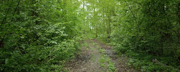 Karanlık yaprak döken ve yemyeşil ormanların arasından geçen yol. Çam, çam ağaçları, ağaç kütükleri, yeşil bitkiler, yosun. Avrupa 'da yaz. Doğa, ekoloji, çevre koruma, eko-turizm