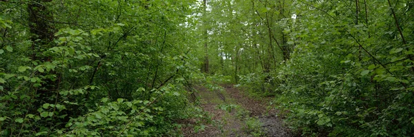 穿过茂密的落叶森林和常绿森林的小山的小径 云杉树 绿色植物 夏天在欧洲 环境保护 生态旅游 — 图库照片