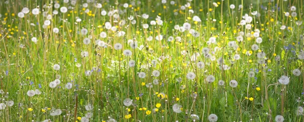 Pelouse Verte Avec Des Fleurs Pissenlit Fleurs Par Une Journée — Photo