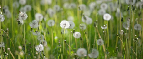 Prato Verde Con Fiori Tarassaco Fiore Una Chiara Giornata Sole — Foto Stock