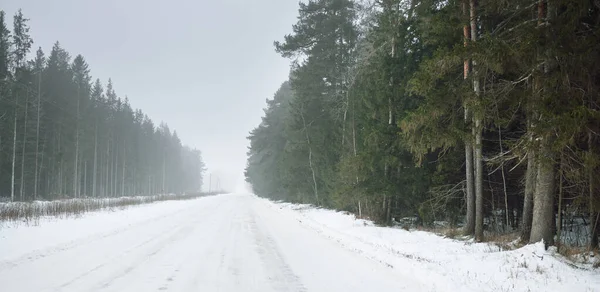 Estrada Rural Através Floresta Pinheiros Perene Coberta Neve Depois Uma — Fotografia de Stock