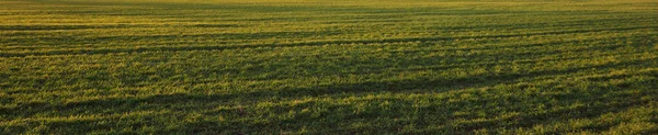 緑は日没時に農地 を耕した 背景には孤独な木 澄んだ青空 輝くピンクの雲 柔らかい日差し 牧歌的な風景 農村部のシーン 自然環境 — ストック写真
