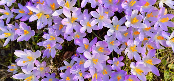 Parkta çiçek açan çiçek. Baharın başında. Barış ve neşe sembolü, Paskalya konsepti. Peyzaj, bahçıvanlık, eko-turizm, çevre koruma. Sanat, makrofotoğrafçılık. Çiçek deseni