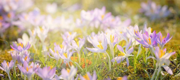 Kwitnące Kwiaty Krokusa Parku Wczesną Wiosną Symbol Pokoju Radości Koncepcja — Zdjęcie stockowe