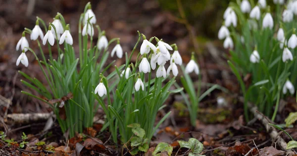 Piso Floresta Flores Galanthus Branco Florescendo Gotas Neve Início Primavera — Fotografia de Stock