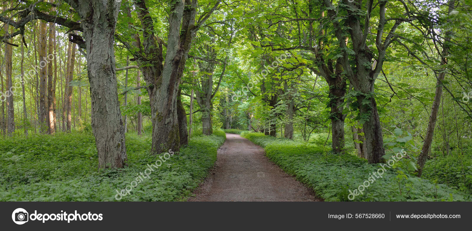 Caminho Estrada Rural Beco Através Parque Floresta Escura Poderosas Árvores  — Foto © alex.stemmer #567528660, image size:1600x784