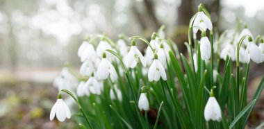 Çiçek açan orman çayırı, beyaz Galanthus (kar damlaları) yakın plan. Avrupa 'da ilkbahar başı. Saf doğa, çevre koruma, ekoloji, peyzaj, bahçıvanlık, parfüm. Barış ve neşe kavramları
