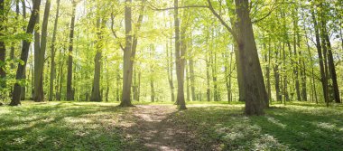 Açık bir günde Yeşil Orman Parkı 'ndan geçen patika. Yumuşak güneş ışığı, güneş ışığı, gölgeler. İlkbahar, yaz Avrupa 'da başlıyor. Doğa, çevre, ekoloji, eko-turizm, yürüyüş, yürüyüş, keşif