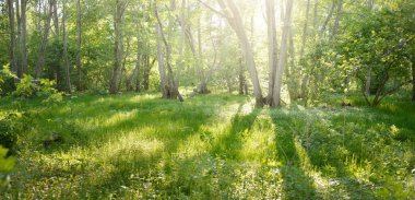 Güneşli bir günde yeşil yaprak döken orman parkının panoramik görüntüsü. Güçlü ağaçlar, bitkiler, yosunlar. Yumuşak güneş ışığı. Atmosferik manzara. Doğa, çevre, ekoloji, eko-turizm, kuzey yürüyüşü, keşif