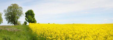 Bahar kırsal arazisi. Güneşli bir günde arka planda çiçek açan kolza tohumu tarlası ve orman manzarası. Tarım, biyoteknoloji, yakıt, gıda endüstrisi, alternatif enerji, çevre, doğa