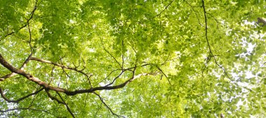 Yeşil yaz kayın ormanının panoramik manzarası. Kudretli ağaçların arasından gün ışığı. Çevresel koruma, ekoloji, saf doğa, eko-turizm. Idyllic manzara
