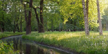 Orman parkındaki küçük nehir (kanal). Güçlü yeşil yapraklı ağaçlar, kır çiçekleri, bitkiler. Altın güneş ışığı. Idyllic yaz manzarası. Doğa, ekoloji. Eko-turizm, yürüyüş. Bisiklet, kuzey yürüyüşü