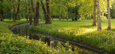 Orman parkındaki küçük nehir (kanal). Güçlü yeşil yapraklı ağaçlar, kır çiçekleri, bitkiler. Altın güneş ışığı. Idyllic yaz manzarası. Doğa, ekoloji. Eko-turizm, yürüyüş. Bisiklet, kuzey yürüyüşü