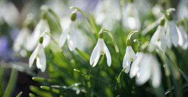 Parkta çiçek açan çiçek ve kardelen, yakın plan. Baharın başında. Avrupa. Barış ve neşe sembolü, Paskalya konsepti. Peyzaj, bahçıvanlık, eko-turizm, çevre. Sanat, makrofotoğrafçılık, bokeh