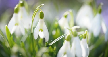 Parkta çiçek açan çiçek ve kardelen, yakın plan. Baharın başında. Avrupa. Barış ve neşe sembolü, Paskalya konsepti. Peyzaj, bahçıvanlık, eko-turizm, çevre. Sanat, makrofotoğrafçılık, bokeh