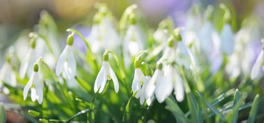 Parkta çiçek açan çiçek ve kardelen, yakın plan. Baharın başında. Avrupa. Barış ve neşe sembolü, Paskalya konsepti. Peyzaj, bahçıvanlık, eko-turizm, çevre. Sanat, makrofotoğrafçılık, bokeh
