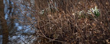 Orman parkında beyaz galanthus (kar damlaları) çiçekleri. Ağaçlar, nehir, mavi gökyüzü, suda yansımalar. Saflığın, huzurun, sevincin sembolü. Baharın başında. Doğa, çevre koruma. Idyllic manzara