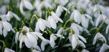Orman parkında çiçek açan bir çayırda beyaz galanthus (kar damlaları). Saflığın sembolü, huzur, neşe, baharın başlangıcı, Paskalya. Doğa, çevre koruma. Makrofotoğrafçılık, bokeh