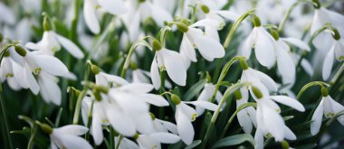 Orman parkında çiçek açan bir çayırda beyaz galanthus (kar damlaları). Saflığın sembolü, huzur, neşe, baharın başlangıcı, Paskalya. Doğa, çevre koruma. Makrofotoğrafçılık, bokeh