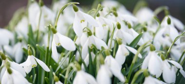Orman parkında çiçek açan bir çayırda beyaz galanthus (kar damlaları). Saflığın sembolü, huzur, neşe, baharın başlangıcı, Paskalya. Doğa, çevre koruma. Makrofotoğrafçılık, bokeh