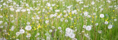 Açık ve güneşli bir günde çiçek açan yeşil çimenler. Bahar, yaz başlangıcı. Orman, halka açık park. Yumuşak güneş ışığı, güneş ışınları. Doğa, botanik, çevre, ekoloji, eko-turizm, bahçecilik