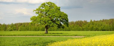Kırsal alan. Çiçekli sarı kolza tohumu tarlası ve açık güneşli bir günde arka planda ulu meşe ağacı. Tarım, biyoteknoloji, yakıt, gıda endüstrisi, alternatif enerji, çevre, doğa