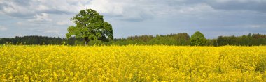 Kırsal alan. Çiçekli sarı kolza tohumu tarlası ve açık güneşli bir günde arka planda ulu meşe ağacı. Tarım, biyoteknoloji, yakıt, gıda endüstrisi, alternatif enerji, çevre, doğa