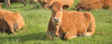 Yeşil bir orman çayırında otlayan kahverengi inekler. Yazın kırsal alanda. Pastoral manzara. Evcil hayvanlar, çiftlik hayvanları, çiftlik, gıda endüstrisi, sığır ve süt, alternatif üretim, kırsal yaşam