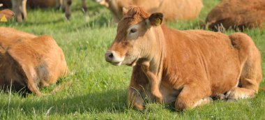 Yeşil bir orman çayırında otlayan kahverengi inekler. Yazın kırsal alanda. Pastoral manzara. Evcil hayvanlar, çiftlik hayvanları, çiftlik, gıda endüstrisi, sığır ve süt, alternatif üretim, kırsal yaşam