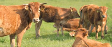 Yeşil bir orman çayırında otlayan kahverengi inekler. Yazın kırsal alanda. Pastoral manzara. Evcil hayvanlar, çiftlik hayvanları, çiftlik, gıda endüstrisi, sığır ve süt, alternatif üretim, kırsal yaşam