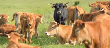 Yeşil bir orman çayırında otlayan kahverengi inekler. Yazın kırsal alanda. Pastoral manzara. Evcil hayvanlar, çiftlik hayvanları, çiftlik, gıda endüstrisi, sığır ve süt, alternatif üretim, kırsal yaşam