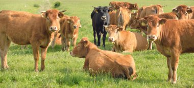 Yeşil bir orman çayırında otlayan kahverengi inekler. Yazın kırsal alanda. Pastoral manzara. Evcil hayvanlar, çiftlik hayvanları, çiftlik, gıda endüstrisi, sığır ve süt, alternatif üretim, kırsal yaşam