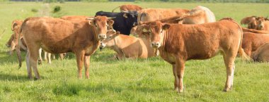 Yeşil bir orman çayırında otlayan kahverengi inekler. Yazın kırsal alanda. Pastoral manzara. Evcil hayvanlar, çiftlik hayvanları, çiftlik, gıda endüstrisi, sığır ve süt, alternatif üretim, kırsal yaşam