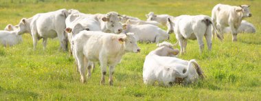 Yeşil bir orman çayırında otlayan beyaz inekler. Yazın kırsal alanda. Pastoral manzara. Evcil hayvanlar, çiftlik hayvanları, çiftlik, gıda endüstrisi, sığır ve süt, alternatif üretim, kırsal yaşam
