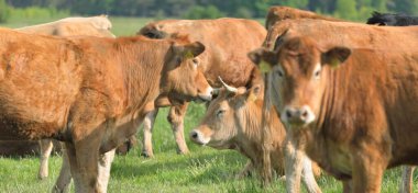 Yeşil bir orman çayırında otlayan kahverengi inekler. Yazın kırsal alanda. Pastoral manzara. Evcil hayvanlar, çiftlik hayvanları, çiftlik, gıda endüstrisi, sığır ve süt, alternatif üretim, kırsal yaşam