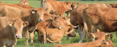 Yeşil bir orman çayırında otlayan kahverengi inekler. Yazın kırsal alanda. Pastoral manzara. Evcil hayvanlar, çiftlik hayvanları, çiftlik, gıda endüstrisi, sığır ve süt, alternatif üretim, kırsal yaşam